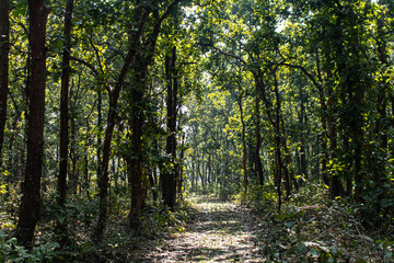 Fototapeta premium Green paradise of Bhawal forest in Gazipur.