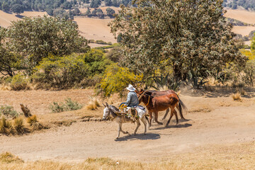 M&eacute;xico rural. Campesino humilde transporta sus animales de carga