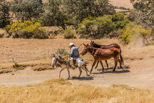 M&eacute;xico rural. Campesino humilde transporta sus animales de carga