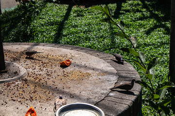 Group of doves sitting calmly inside a bird cage.