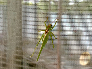 Emerald Guest on the Window Scree