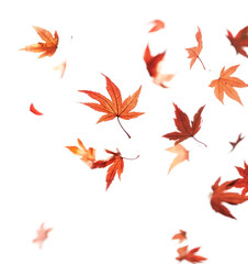 PNG Maple leaf petals floating leaves background atmosphere.