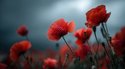 Vibrant red poppies bloom in a field under dramatic gray skies during late afternoon light