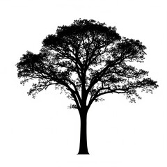 Obraz premium Silhouette of a tall pine tree against a white backdrop