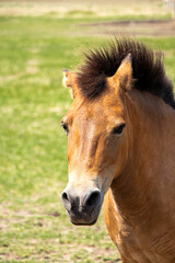 portrait of Przhivalsky's wild horse. Head close-up. Raised mane. Wild horse on a background of grass. Horse head. Place for your text. Year of the horse concept. High quality photo