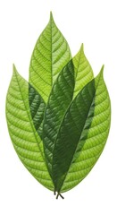Obraz premium Fresh green cocoa leaves isolated on white background, showing natural texture, symmetry, and botanical detail in high resolution