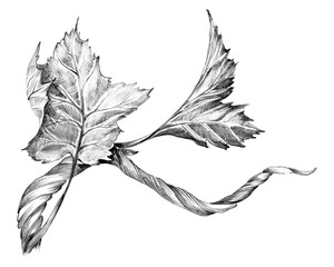 Branch of grapevine with leaves. Hand drawn with pencil. Graphic drawing. For food, packaging and cosmetics