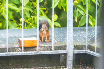 Eichhörnchen am Balkon