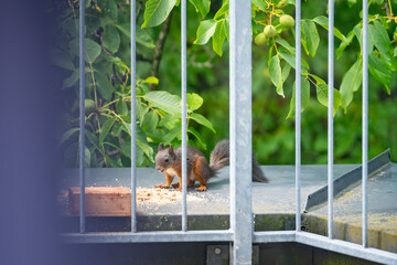 Eichhörnchen am Balkon