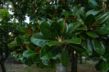 Fototapeta premium Lush green tree leaves glistening in the sunlight under a clear sky