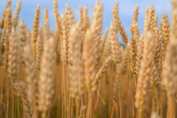 Fototapeta premium Golden wheat field swaying gently in the breeze under a clear blue sky, showcasing the beauty of nature and agricultural abundance in a serene landscape