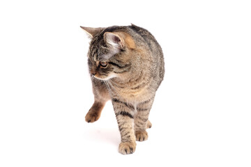 Tabby cat with distinctive stripes and a curious expression, walking gracefully on a clean white...