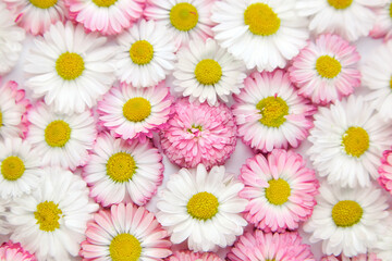 Vibrant arrangement of white and pink daisies, showcasing delicate petals and bright yellow centers, creating a cheerful floral backdrop with a sense of freshness and beauty