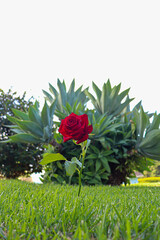 A solitary red rose stands out against a green lawn, its slender stem and single leaf visible. In the background, a large plant with pointed leaves and dense dark foliage