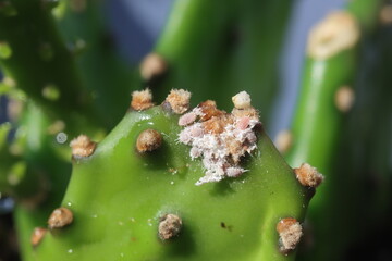 Wełnowce kaktusów Atrococcus mamillariae Spilococcus cactearum opuncja jamajska opuntia