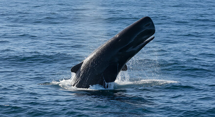 Fototapeta premium Humpback Whale – Breathtaking DSLR Ocean Wildlife Photography