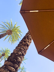 Beach umbrella from low angle with palm trees