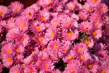 pink chrysanthemum flowers bloom in autumn in the garden
