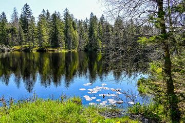 étang de la gruère, la gruère, See, Moorsee, Moor, Weiher, Hochmoor, Wanderweg, Spiegelung, Wasserpflanzen, Wald, Waldweg, Wasserpflanzen, Torfmoos, Jura, Naturschutz, Frühling, Sommer, Schweiz