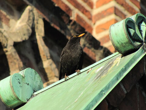 Black Bird sitting on the Roof of Gamla Biskopshuset in Lund, Sweden
