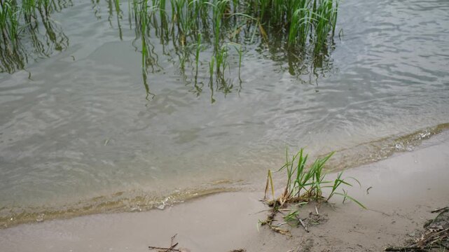 Slow motion close-up of small waves gently washing over a sandy lakeshore. Reeds grow along the edge. Peaceful summer scene with soft natural light and calm water movement.