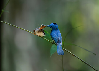 Black-naped Monarch