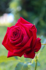 Vibrant red rose in bloom, with dense, velvety petals. The softly blurred background in shades of green enhances the beauty of the flower in the foreground