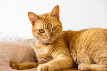 Orange domestic cat with a haughty look. He is lying elegantly, staring haughtily at the camera. The cat looks like the character Garfield. Very cute.