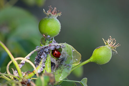 Seven-spotted ladybug in an aphid colony on a pear tree in the garden. A beneficial, predatory insect that eats pests.