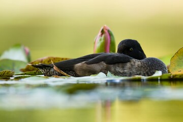 A duck resting low among floating lily pads on a calm autumn pond. Captured in Stromovka Park,...