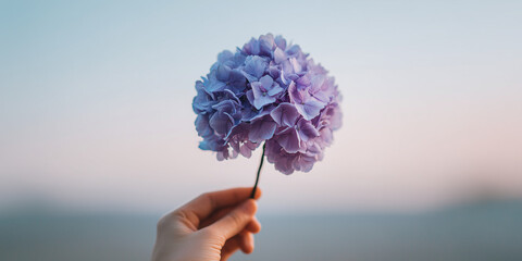 Single purple hydrangea held in hand against a soft gradient sky at sunset with pastel tones