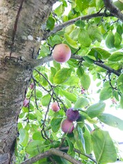 Plum growing in the garden on the branches.  Ripe wild plums on a tree in summer. Purple and red...