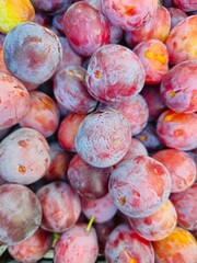 Plum growing in the garden on the branches.  Ripe wild plums on a tree in summer. Purple and red fruit ready for picking. 