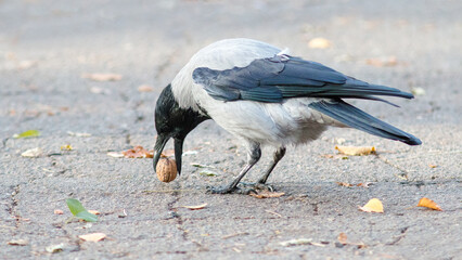crow on the beach