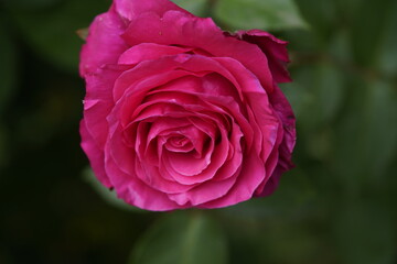 quantum valentine roses at different scales and close-ups