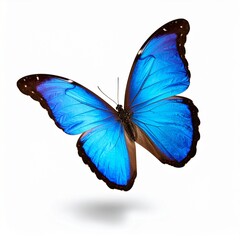 Blue morpho butterfly with iridescent wings fully spread on white background