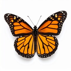 Fototapeta premium Monarch butterfly with vibrant orange and black wings on white background