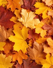 Fototapeta premium Autumn leaves close-up