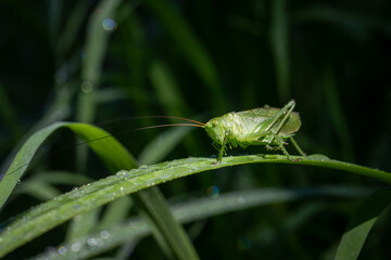 Grasshopper closeup on green leaf in the nature