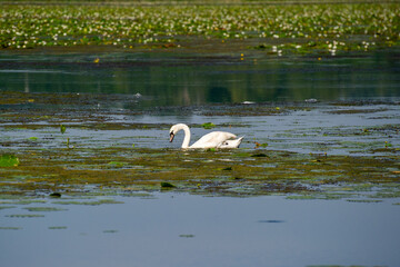 swan on the lake covered with nymphaea candida