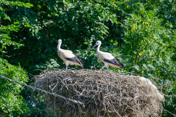 two white storks in nest on the green background