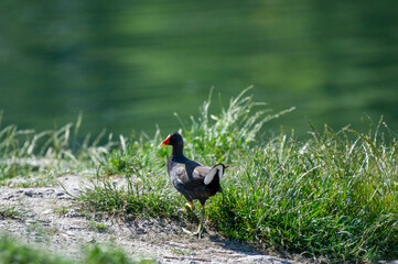 the common moorhen on the shore of the lake