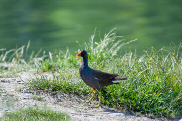 the common moorhen on the shore of the lake