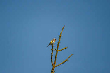 the european goldfinch on a tree branch against blue sky