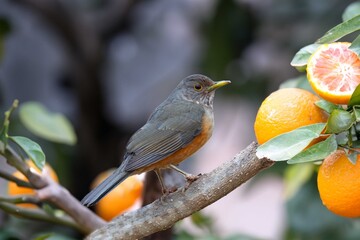 Purple-breasted Thrush (Turdus rufiventris), a bird symbol of Brazil, captured in natural light that highlights its vibrant colors. The best photo.Sabiá laranjeira