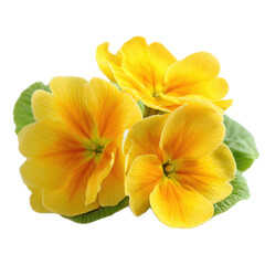 Three yellow flowers with green leaves