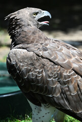 Martial eagle