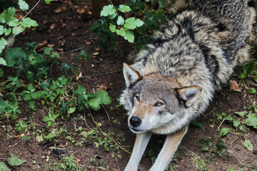 gray wolf canis lupus