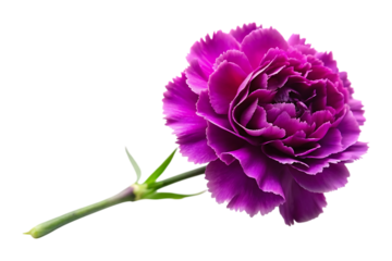 purple carnation image isolated on a transparent