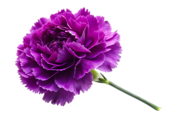 purple carnation image isolated on a transparent background